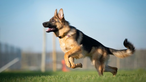 Anjing-1631860940