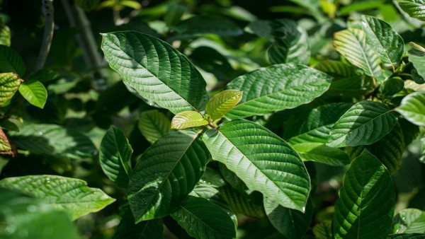 Daun Kratom-1632892490