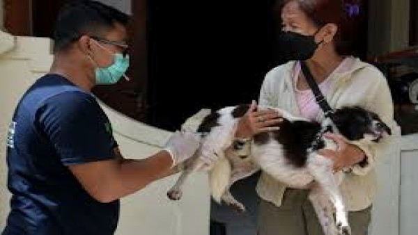 Kasus Hewan Rabies-1632745630