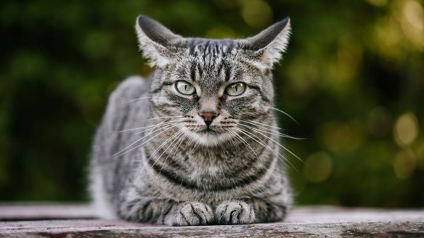 Kucing-1631778515