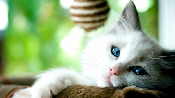 Kucing-1632209322