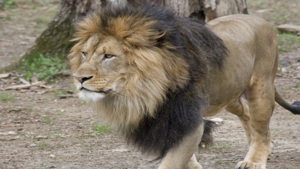 Singa-1631928289