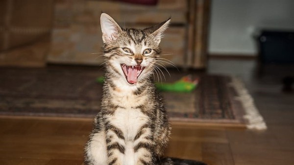 Kucing-1633311502