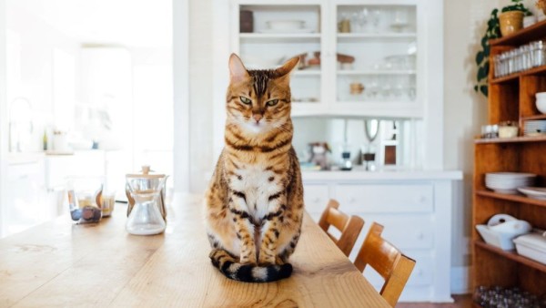 Kucing-1634195352