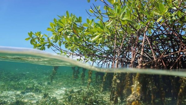 Mangrove-1633347411