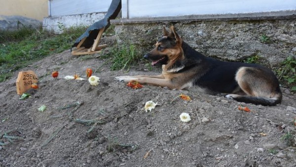 Anjing-1636356327