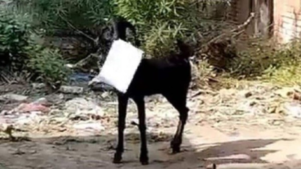 Kambing-1638590079