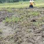 Areal Persawahan di dataran Gising-1643978021