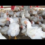 Ayam Dewasa-1644210304