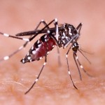Ilustrasi Nyamuk Demam Berdarah-1645063998
