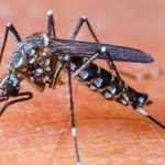 Nyamuk demam berdarah-1644412004