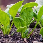 Tanaman bayam-1650287765