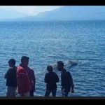 Paus Sperma-1652181093