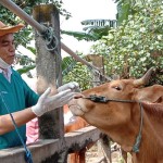 Petugas sedang memeriksa sapi yang diduga tertular PMK-1654074929