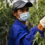 Thailand izinkan warganya menanam ganja-1655097360