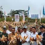 Jagung TJPS-1661832539