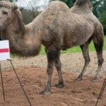 Mystic millie unta peramal-1669027354