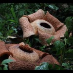 Rafflesia Arnoldi-1669793015