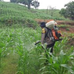 Anggota Polsek Kawasan Mandalika saat membantu petani jagung menyemprotkan obat guna mencegah hama. (ANTARA/Humas Polres Lombok Tengah)-1672294414