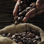 biji kakao-1671440533