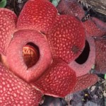 bunga Rafflesia Arnoldii-1670246214