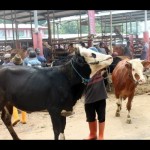 Catatan akhir tahun: Kisah sukses Boyolali kendalikan penyebaran PMK-1672045298