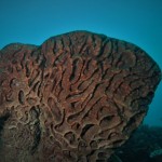 Gorontalo-1671535544