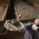 Ilustasi - Pekerja memperlihatkan bijih nikel yang siap diolah produk feronikel. (ANTARA/HO-Antam)-1670216558