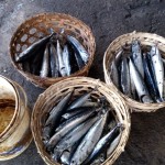 Ilustrasi: iakan tongkol hasil tangkapan nelayan di Kota Mataram, Provinsi Nusa Tenggara Barat. (Foto: ANTARA/Nirkomala)-1671186116