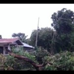 Ilustrasi - Sebuah pohon tumbang di jalanan akibat angin kencang menerjang wilayah Kota Kupang, NTT. (ANTARA/Aloysius Lewokeda)-1672284652