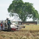 Ilustrasi - Sejumlah petani memanen padi di Subang, Jawa Barat. ANTARA/HO-Sang Hyang Seri-1671777866