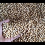 Kedelai impor. (ANTARA/Akhmad Nazaruddin Lathif)-1672216409