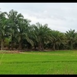 Lahan pertanian di Kabupaten Penajam Paser Utara (ANTARA/Novi Abdi-Bagus Purwa)-1671181931