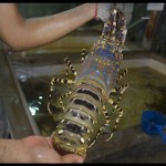 Menteri Trenggono sebut empat komoditas laut jadi unggulan Indonesia-1672048401