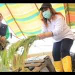 Novy Palit-1670587380