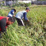 Panen padi di Kalbar (ANTARA/Dedi)-1672111981