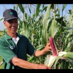 Pemkot Baubau jadikan Sarawolio sebagai pusat pengembangan jagung ungu-1671519331