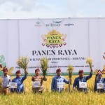 Penerapan GAP kunci tingkatkan produksi padi-1670222553