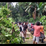 pohon tumbang-1672043197