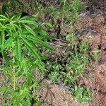 Polisi temukan ratusan batang tanaman ganja di perkebunan kopi-1672312310