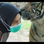Salah seorang pengunjung di dekat seekor harimau yang ada di Taman Marga Satwa Kinantan Bukittinggi (TMSBK) Bukittinggi, Sumatera Barat. (ANTARA/HO)-1671608958