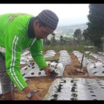 Seorang petani Temanggung menanam bawang merah dengan teknologi TSS. ANTARA/Heru Suyitno-1672282822