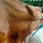 Ternak sapi di Kabupaten Sleman terjangkit LSD. ANTARA/HO-DP3 Sleman-1672038287