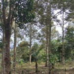 Wan Abdul Rachman-1671187945