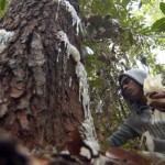 Warga mengambil getah dari pohon damar-1671522841