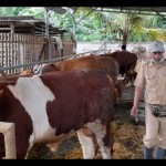 9.035 ternak di Bekasi berstatus tervaksinasi PMK sepanjang 2022-1673838981