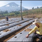 Akademisi nilai food estate penting jaga ketahanan pangan nasional-1674030474