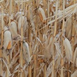 Amerika serikat alokasikan 118 juta dolar AS untuk proyek "biofuel"-1674806314