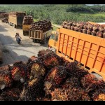 Apkasindo: Harga TBS kelapa sawit Aceh tunjukkan pertumbuhan positif-1674805850