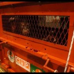 Astuti terselamatkan dari perdagangan liar-1674706730